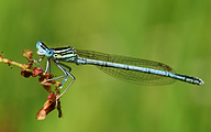 Blue Featherleg (Male, Platycnemis pennipes)